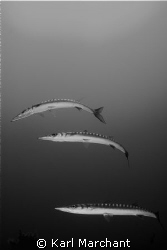 Attack Formation. Barracudas on the prowl at the wreck of... by Karl Marchant 